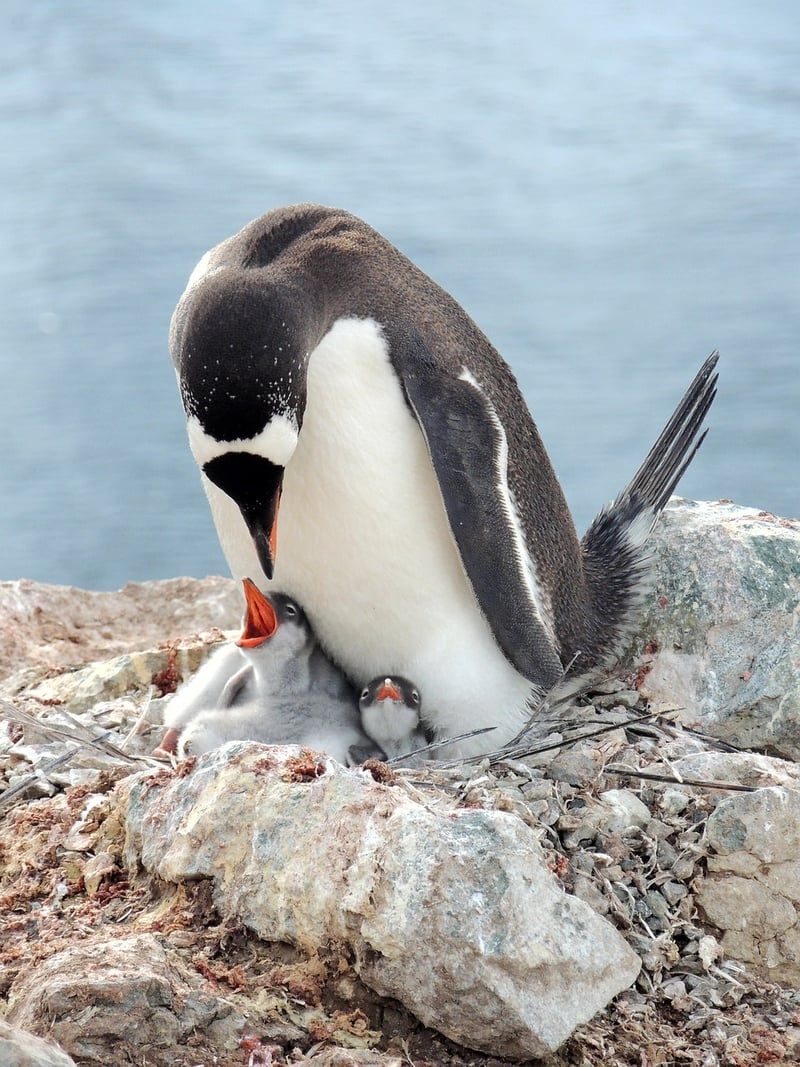 Antarctic Exploration